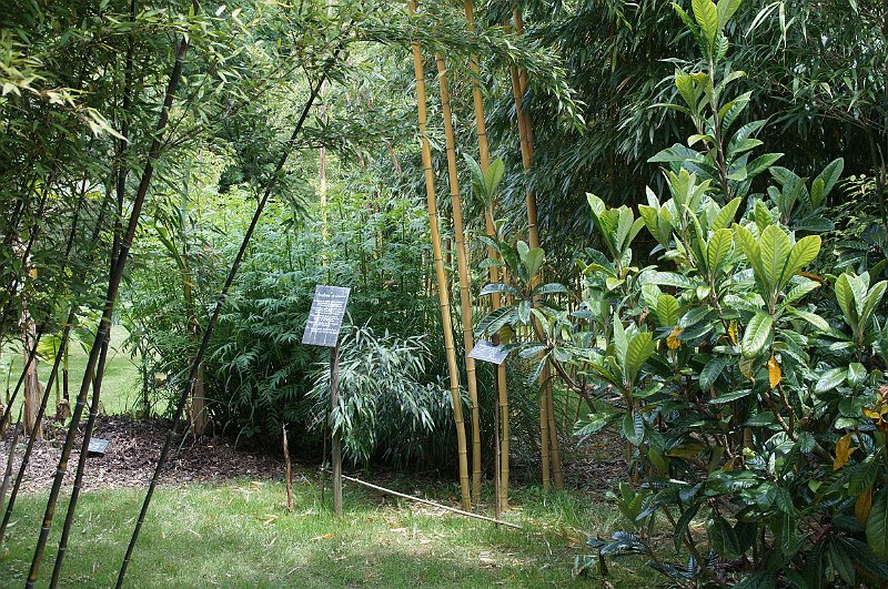 Phyllostachys vivax Aureocaulis et phyllostachys nigra